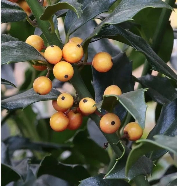 Amerikanischer Ilex Golden Girl Ilex meserveae Heckenpflanze, gelb, Höhe: 60-80 cm - Bild 1