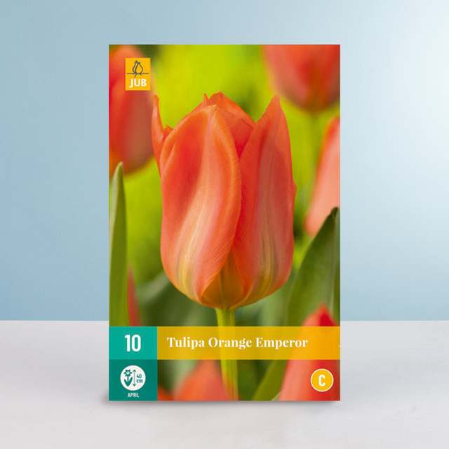Fosteriana Tulpe Orange Emperor Zwiebeln für Frühlingsbeet und Balkon, 10 Stück - Bild 1