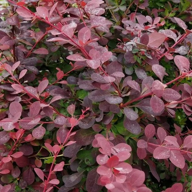 Arborix Berberitze Auricoma Berberis ottawensis mit dunkelrotem Laub, Höhe: 40 bis 50 cm - Bild 1