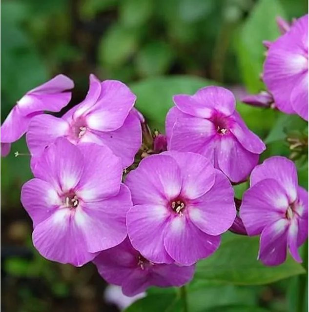 Phlox paniculata Garten-Flammenblume als mehrjährige Beetpflanze von Nr-01.de - Bild 1