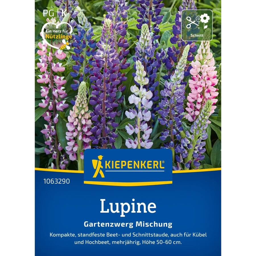 Kiepenkerl Lupine Lupinus polyphyllus Mehrfarbig Blumensamen für den Ziergarten - Bild 2