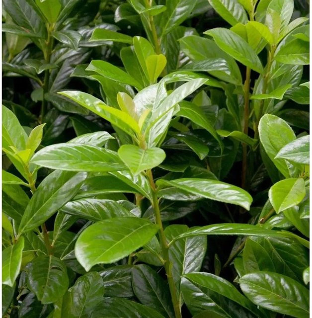 Kirschlorbeer Novita Prunus laurocerasus als grüne Heckenpflanze, Höhe: 125-150 cm - Bild 1