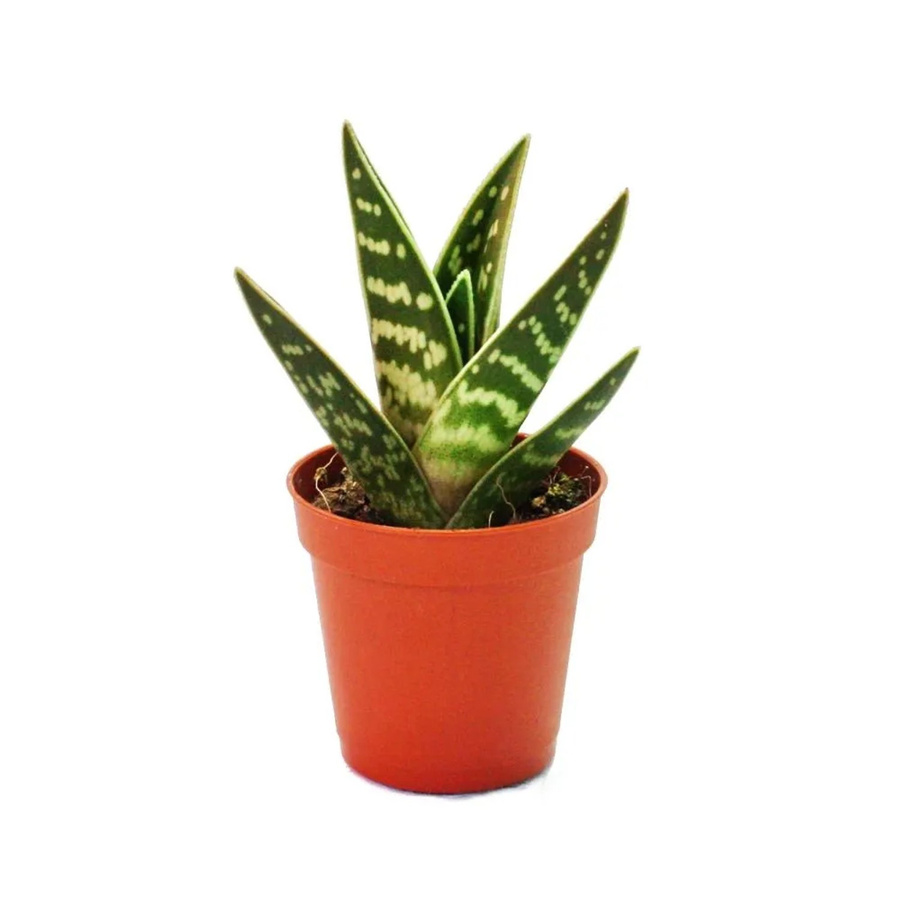 Exotenherz Aloe Variegata Tiger-Aloe Sukkulente als mittelgroße Zimmerpflanze im 8,5 cm Topf - Bild 2