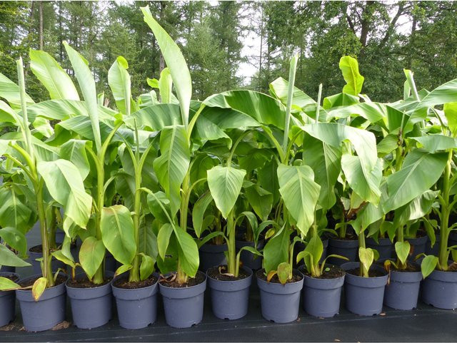Winterharte Japanische Faserbanane Musa Basjoo als grüne Bananenstaude, Höhe: 120 - 150 cm - Bild 1