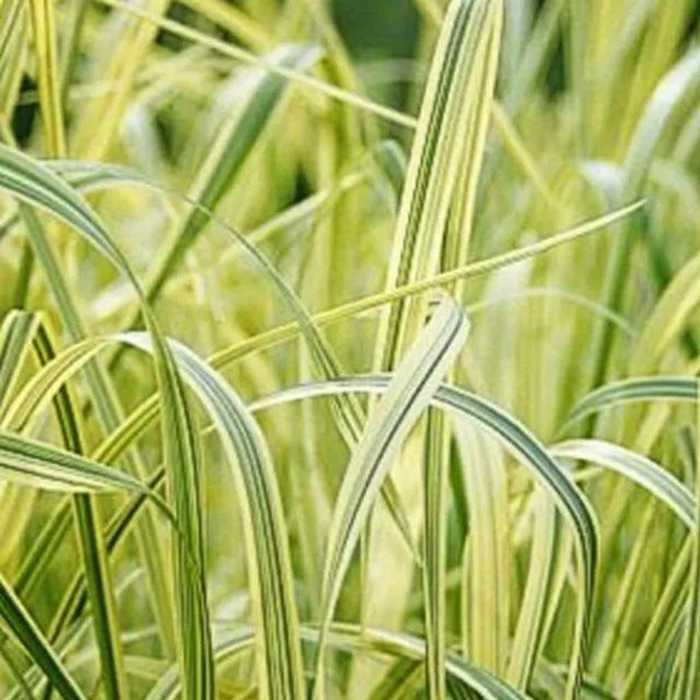 6er Set Arborix Buntblättriges Süßgras Glyceria maxima Variegata im 9cm Topf mit panaschiertem Laub - Bild 1