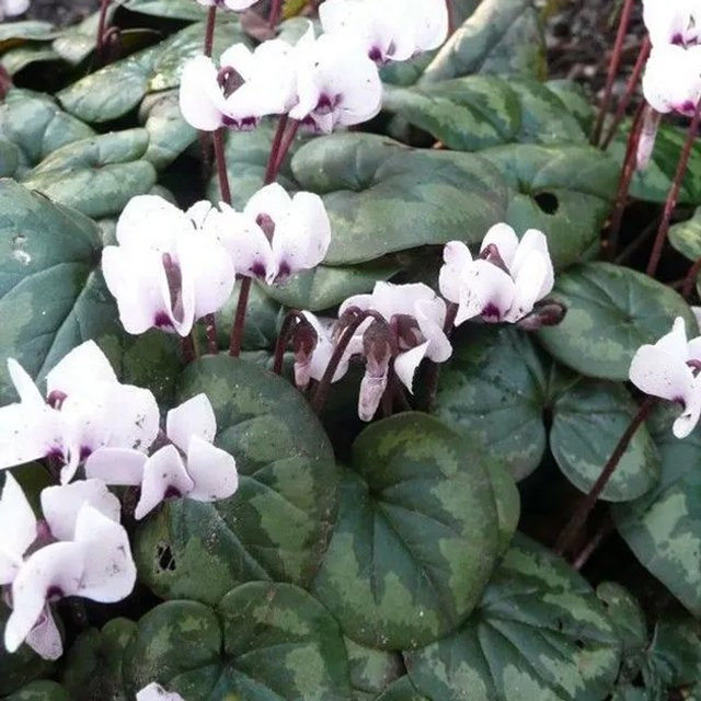 6er Set Arborix Herbst-Alpenveilchen Cyclamen hederifolium Album mit weißen Blüten im 9cm Topf - Bild 1