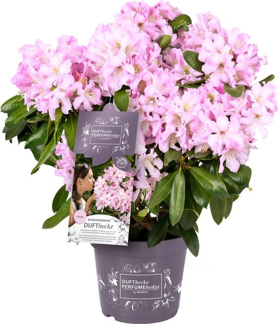 GROW by OBI Rhododendron Inkarho Dufthecke, pinke Rhododendron Hybride im Topf - Bild 1