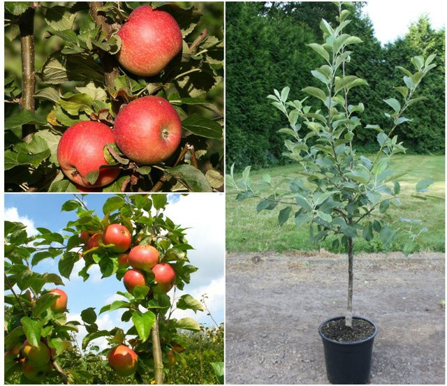 Apfelbaum Set mit 2 Sorten Alkmene und James Grieve, süß-säuerlich, Wuchshöhe: 300 - 400 cm - Bild 1