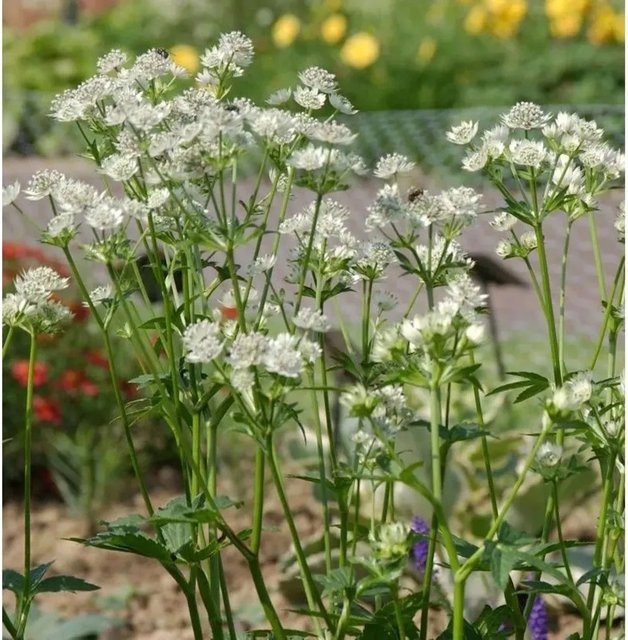 Astrantia major Sterndolde Snowstar weiße Staude für den Freilandgarten - Bild 1
