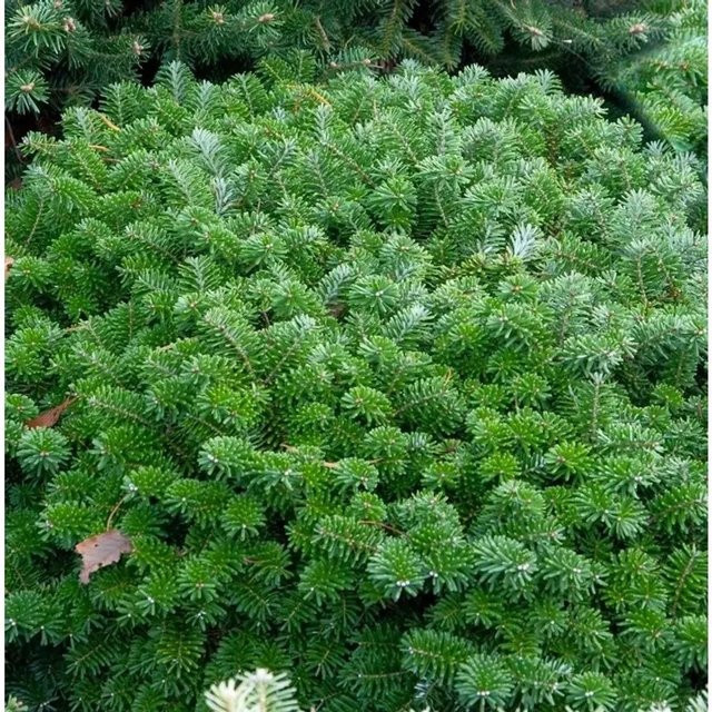 Blauer Zwerg Koreatanne Tannja Abies koreana Pflanze in Blau und Silber, Höhe: 40 cm - Bild 1
