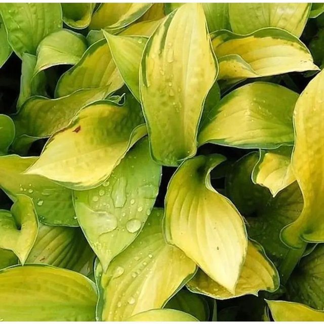 Hosta fortunei Funkie Gold Standard gelbe Staude für den Garten - Bild 1