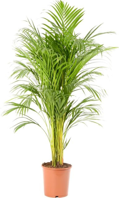 GROW by OBI Goldfruchtpalme Dypsis Lutescens, Höhe: 95 cm, Topf-Durchmesser: 21 cm, Grün - Bild 1