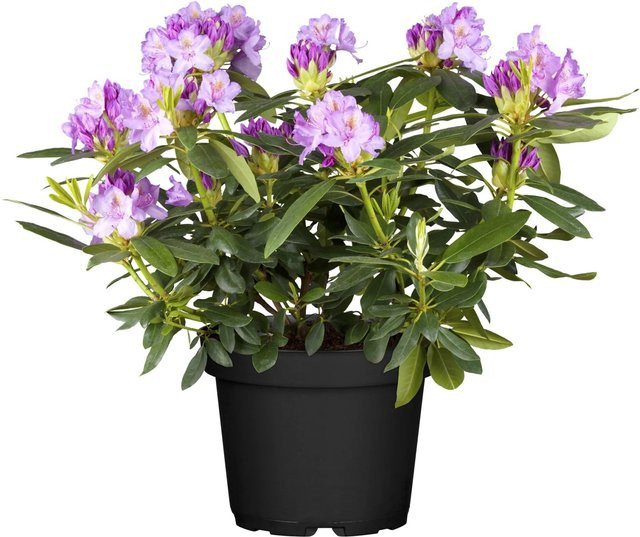 OBI Catawba-Rhododendron Grandiflorum Zierstrauch in Violett, Höhe: 30 - 40 cm - Bild 1