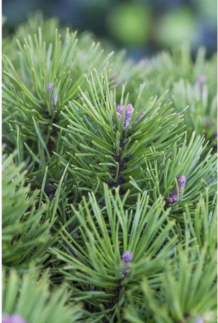 Pinus Pumila Glauca Zwerg-Kiefer Blau-Grün als Zierstrauch und Koniferenpflanze - Bild 1