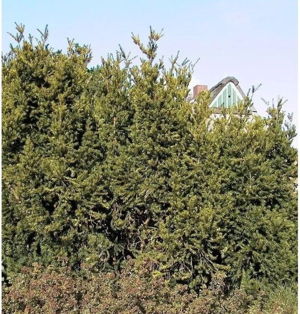 Eibe Hillii Taxus media als grüner Strauch für deinen Garten, Höhe: 60-70 cm - Bild 1