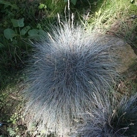Walliser Schafschwingel Glaucantha Festuca valesiaca blaue Staude im Topf