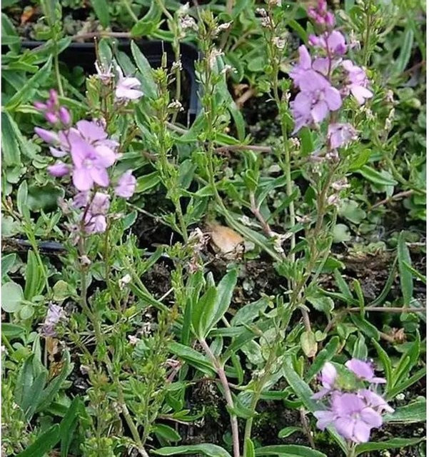 Niederliegender Ehrenpreis Mrs Holt Veronica prostrata als lilafarbene Bodendecker-Staude für deinen Garten - Bild 1