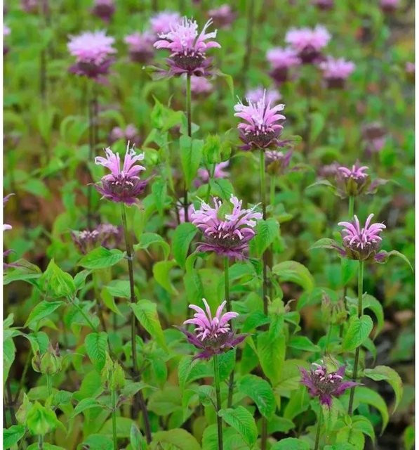 Monarda fistulosa Indianernessel Elsies Lavander lila mehrjährige Staude für Rabatten und Staudenbeete - Bild 1