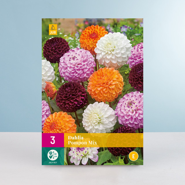 Dahlien Pompon Mix Knollen von BLUME2000 (3 Stück) - Bild 1