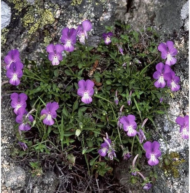 Viola corsica Korsisches Veilchen lila Gartenstaude für Steingarten und Rabatten - Bild 1