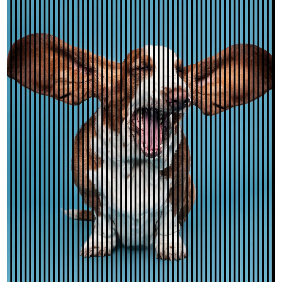 FN Acustico Akustikplatte Dog mit modernem Design aus PET und MDF in Bunt, H x B x T: 2.400 x 2.253 x 19 mm - Bild 1