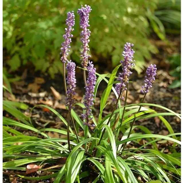 Liriope muscaria Lilientraube als lila Bodendecker und Stauden für den Außenbereich von Nr-01.de - Bild 1