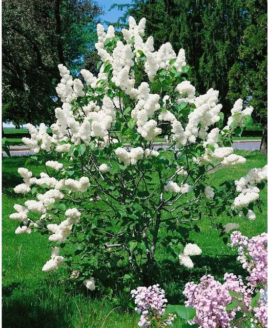 Syringa Vulgaris Alba Weißer Flieder Pflanze für Garten und Terrasse Höhe: 125–150 cm - Bild 1