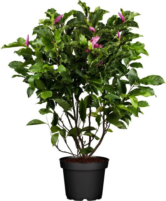 OBI Magnolia liliiflora Susan Rosarot im Topf, Höhe: 50 - 60 cm - Bild 1