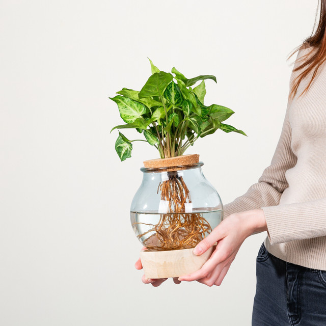 Syngonium Pixi Wasserpflanze in grün-weißer Zeichnung im Glas mit LED von BLUME2000 - Bild 1