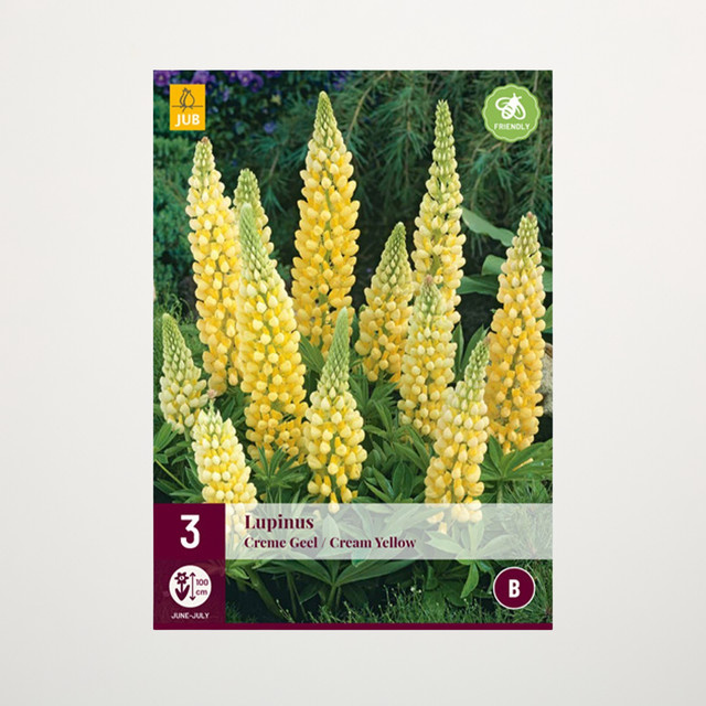 Lupine Gelb Staude von BLUME2000 - 3 Wurzeln - Bild 1