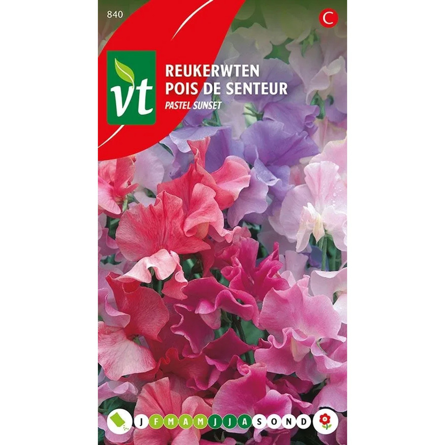 Arborix Duftwicke Pastell Mix Saatgut mit bunten Blüten, 4 g - Bild 2