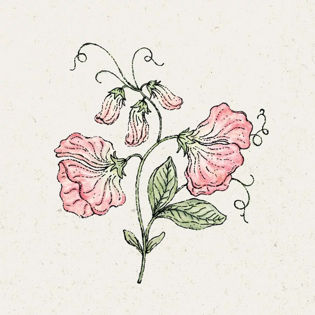 Jora Dahl Saatgut Duftwicke Spring Sunshine Peach Kletterpflanze - Bild 1