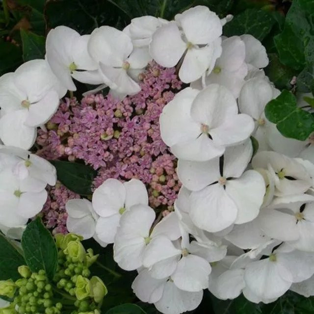 Arborix Hortensie Libelle Hydrangea macrophylla mit weißen Tellerblüten im Container, Höhe: 25 bis 30 cm - Bild 1