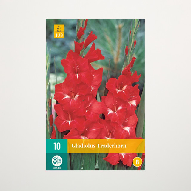 Gladiole Traderhorn Blumenzwiebeln 10 Knollen von BLUME2000 - Bild 1