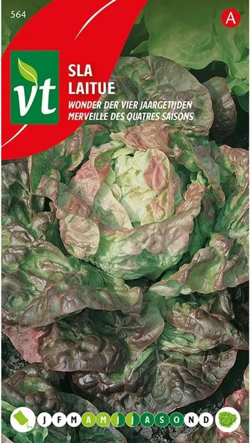 Arborix Kopfsalat Miracle of Four Seasons Saatgut, 3 g - Bild 1