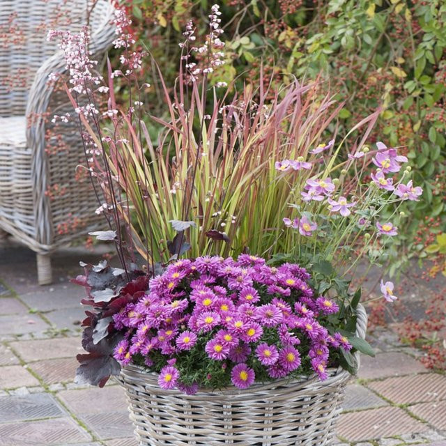 Balkonblumen Pinkes Farbenspiel im Herbst von Mein schöner Garten Shop, 6 mehrjährige Pflanzen in Pink, Lila, Weiß und Rot - Bild 1