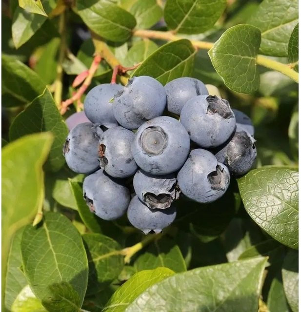 Heidelbeere Hortblue Petite Vaccinium corymbosum Beerenstrauch - Bild 1