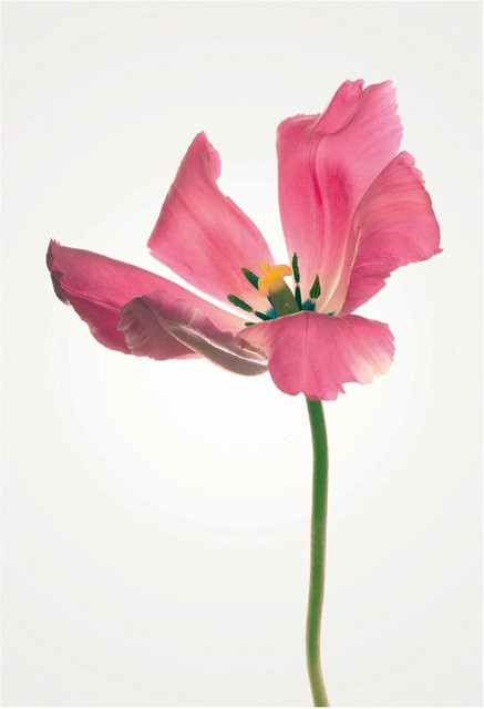 Komar Wandbild Tulip Paper Poster Breite: 50 cm, Höhe: 70 cm - Bild 1