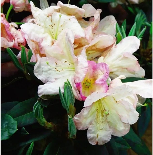 INKARHO Rhododendron Malvine Alpenrose, großblumiger Zierstrauch in Pink, Höhe: 40-50 cm - Bild 1