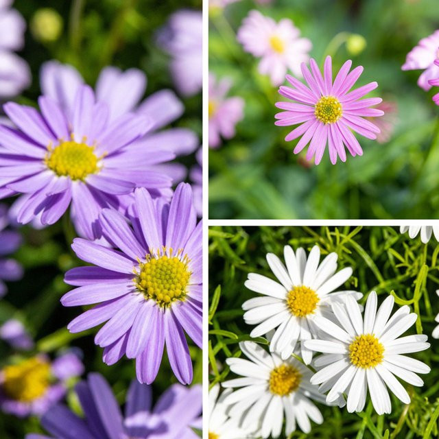 Brachyscome Balkonblumen aus dem Mein schöner Garten Shop, 6 Pflanzen, bunt (Lila, Pink, Weiß, Mehrfarbig) - Bild 1
