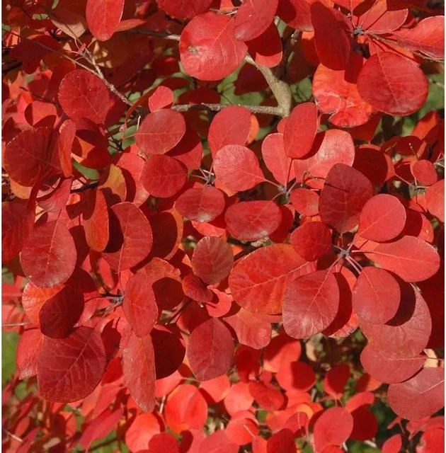 Perückenstrauch Flamissimo Cotinus coggygria in Grün, Gelb und Rot, Höhe: 25-30 cm - Bild 1