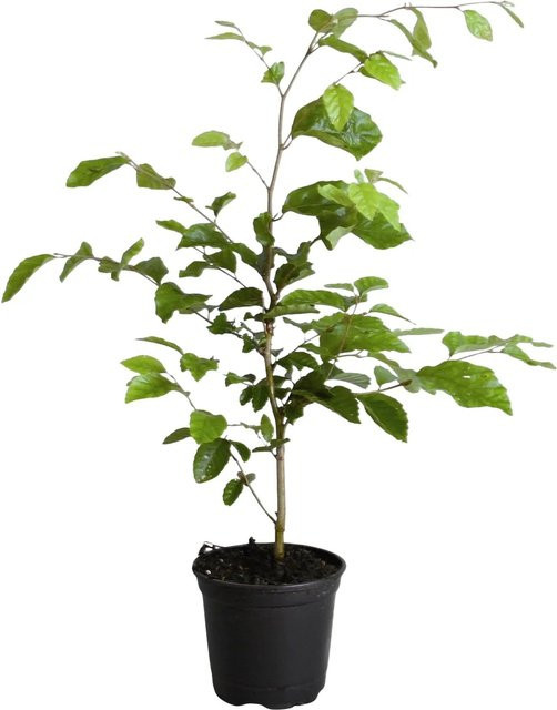 Rotbuche Set Fagus sylvatica 44 Stück für Heckenpflanzungen, Höhe: 40 - 60 cm - Bild 1