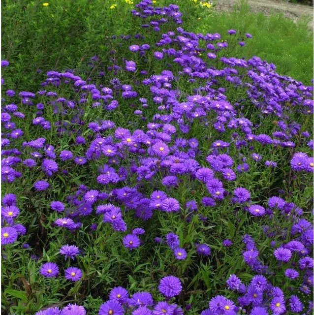 Rauhblattaster Blaukuppel Aster novi belgii violette Staude für deinen Garten - Bild 1