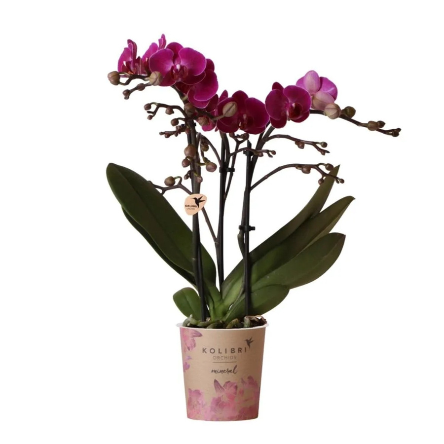 Kolibri Phalaenopsis Orchidee Morelia in Lila, Topfgröße 9 cm - Bild 2