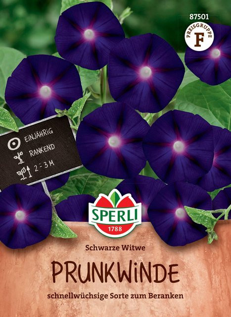 SPERLI Prunkwinden-Samen Schwarze Witwe - Bild 1