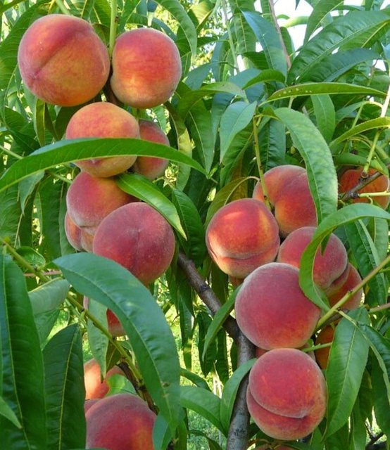 Pfirsich Majorita® - Bild 1