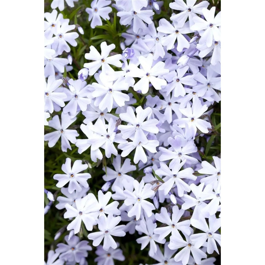 Blauer Polsterphlox Phlox Subulata Emerald Cushion in Topf - Bild 2