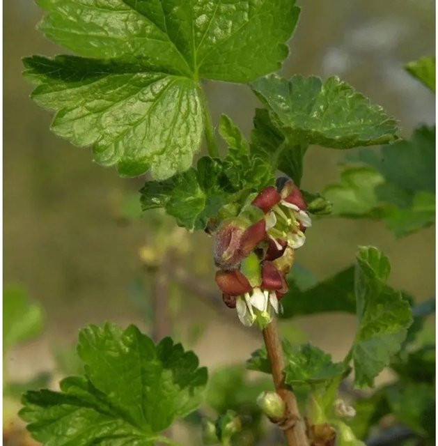 Ribes nidigrolaria Jostabeere Strauch rot von Die Nr-01.de - Bild 1