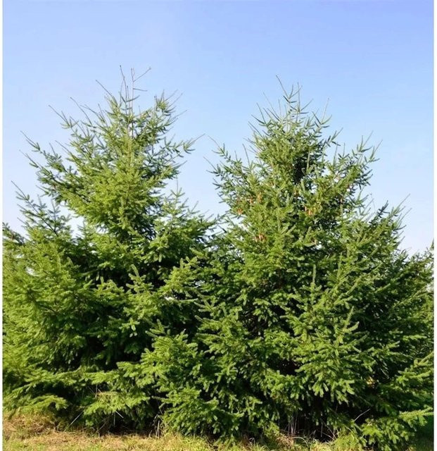 Douglasfichte Pseudotsuga menziesii Baum in Grün für den Garten, Höhe: 40-60 cm - Bild 1