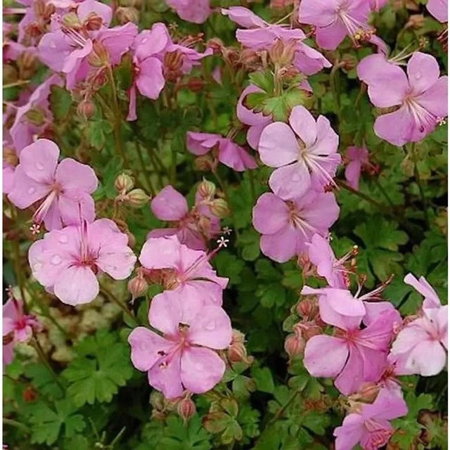 Geranium cultorum Dalmatiner Storchschnabel Bressingham Pink als mehrjährige Gartenpflanze - Bild 1